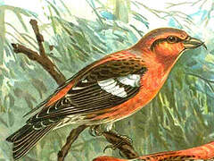 Two-barred Crossbill