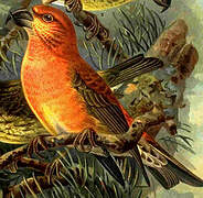 Parrot Crossbill