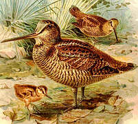 Eurasian Woodcock