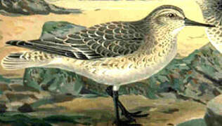 Curlew Sandpiper