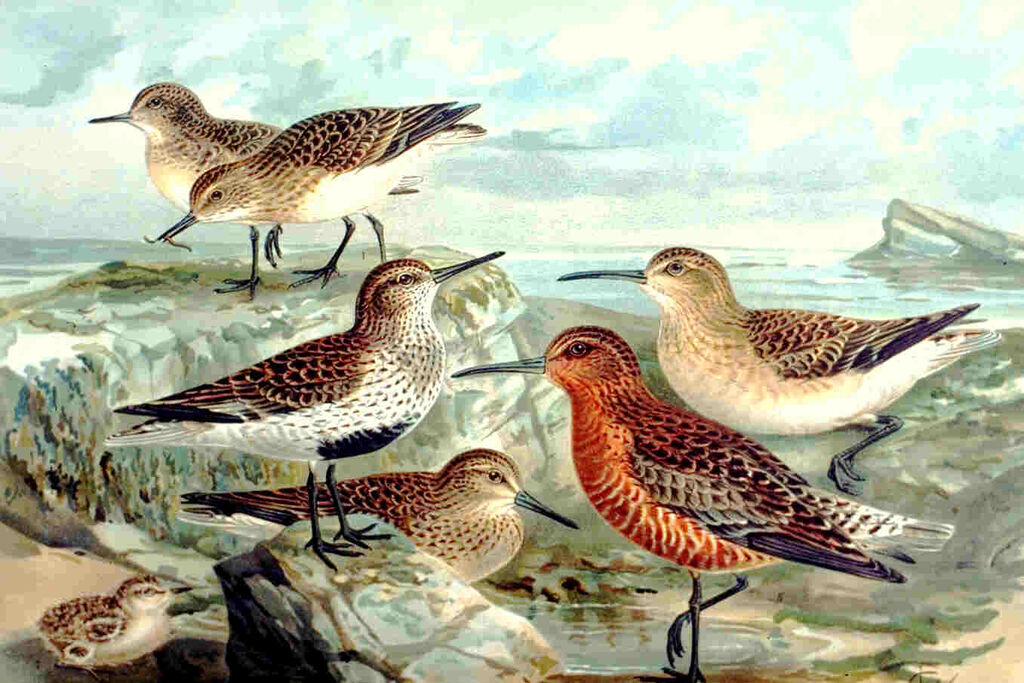 Temminck's Stint