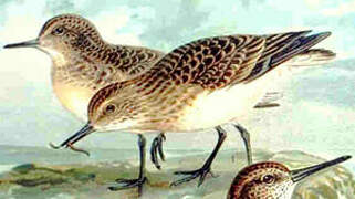 Temminck's Stint