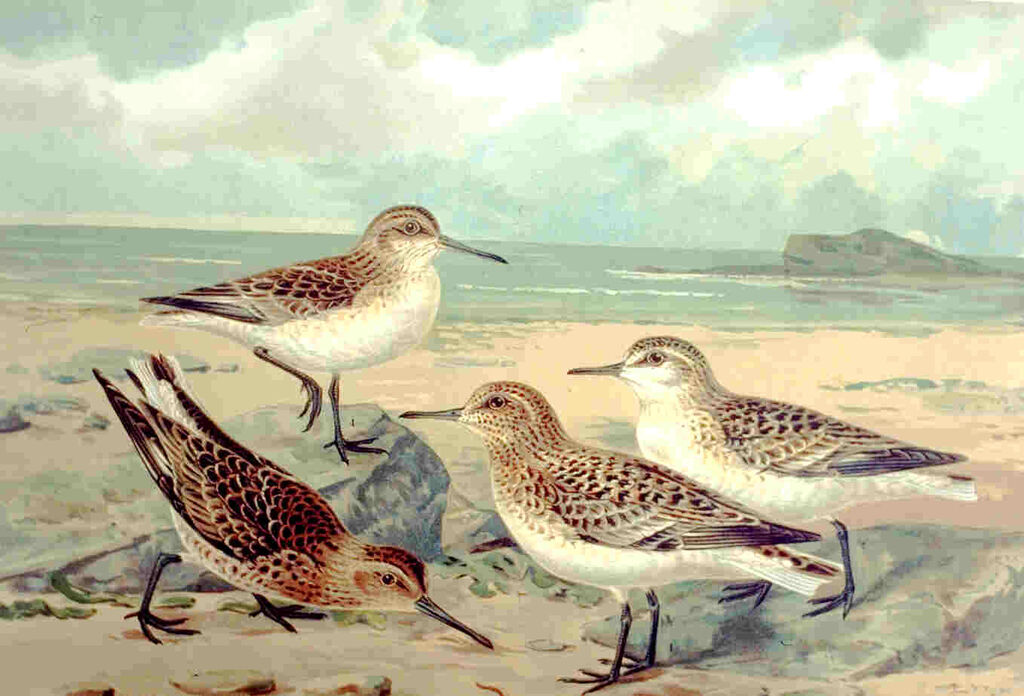 Broad-billed Sandpiper