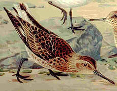 Broad-billed Sandpiper