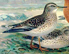 Purple Sandpiper