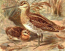 Common Snipe