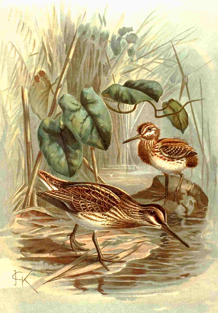 Jack Snipe