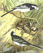 White Wagtail (yarrellii)