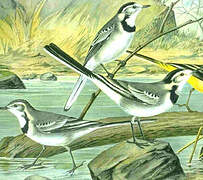 White Wagtail