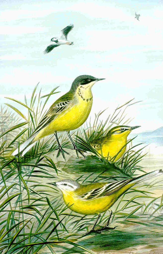 Western Yellow Wagtail