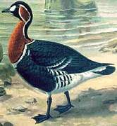 Red-breasted Goose