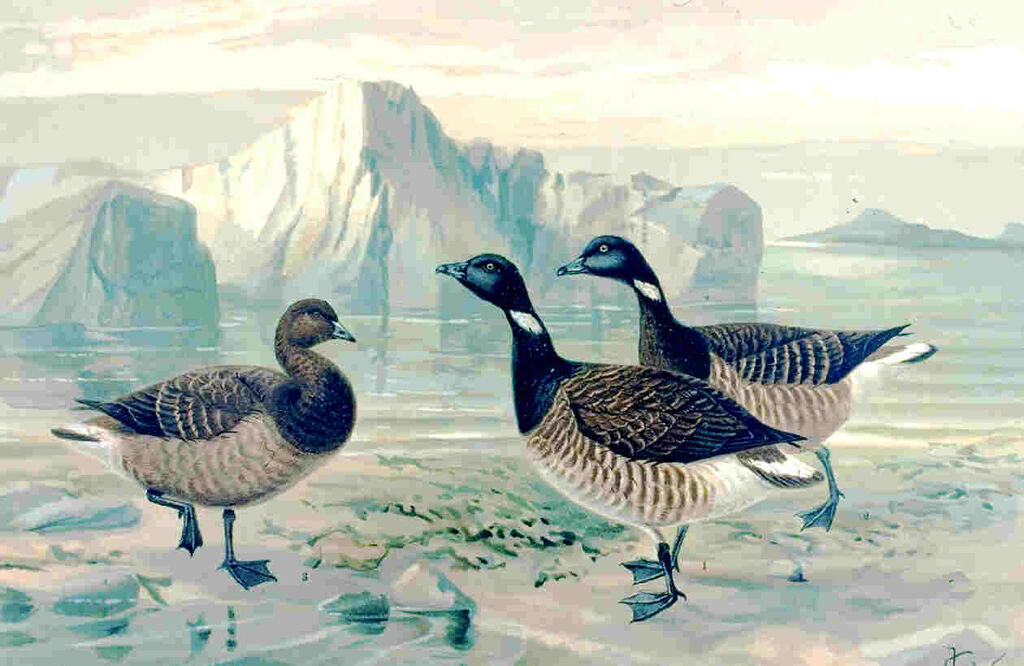 Brant Goose