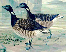 Brant Goose