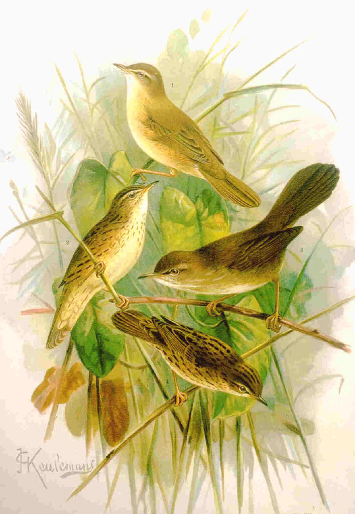 Cetti's Warbler