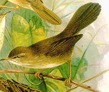 Cetti's Warbler