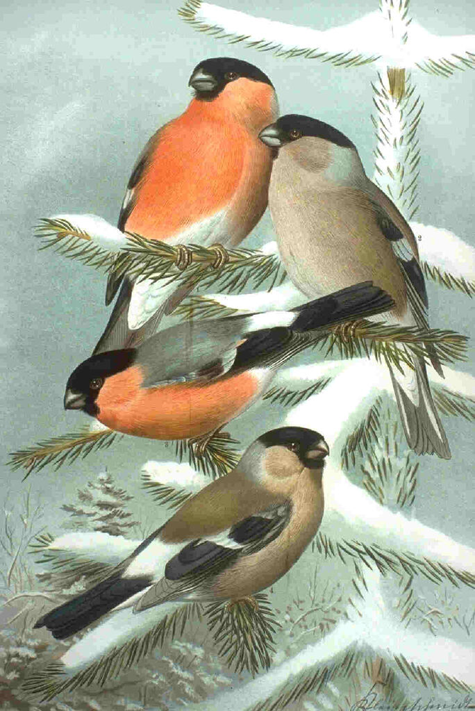 Eurasian Bullfinch