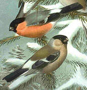 Eurasian Bullfinch