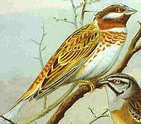 Pine Bunting