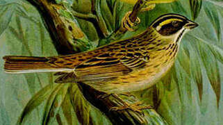 Yellow-browed Bunting