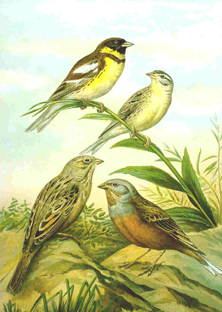 Yellow-breasted Bunting