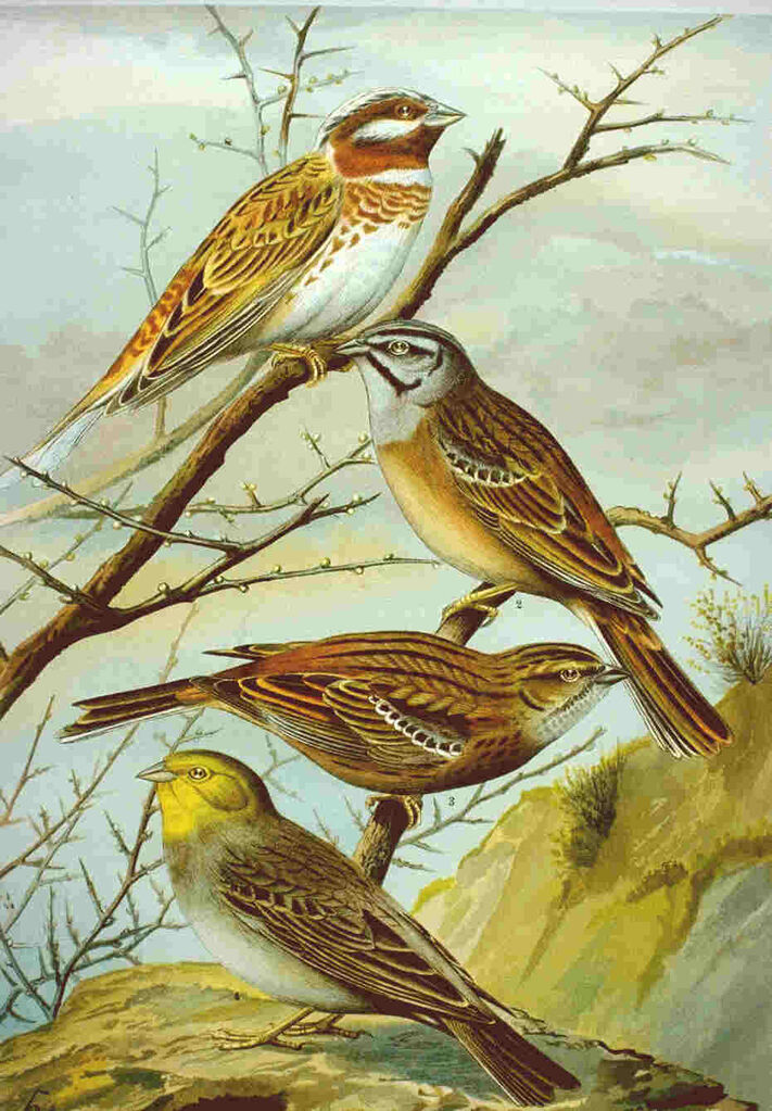 Cinereous Bunting