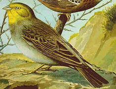 Cinereous Bunting