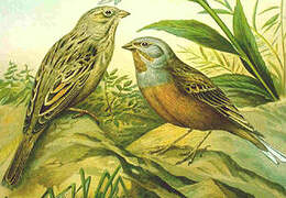 Cretzschmar's Bunting