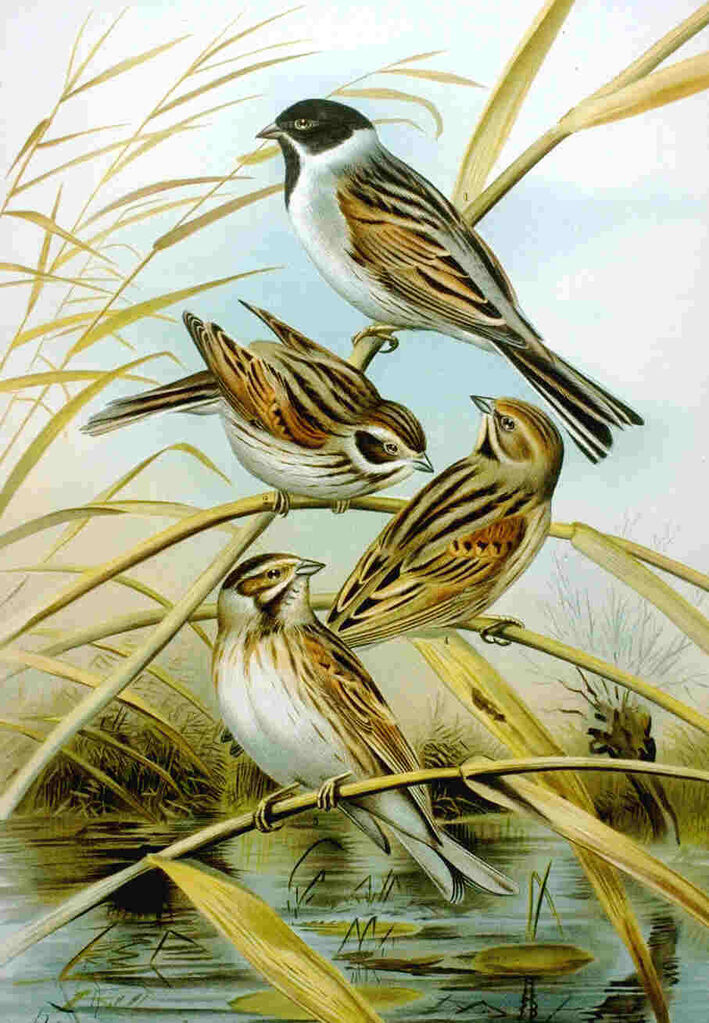 Common Reed Bunting