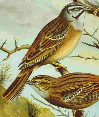 Rock Bunting