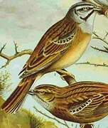 Rock Bunting