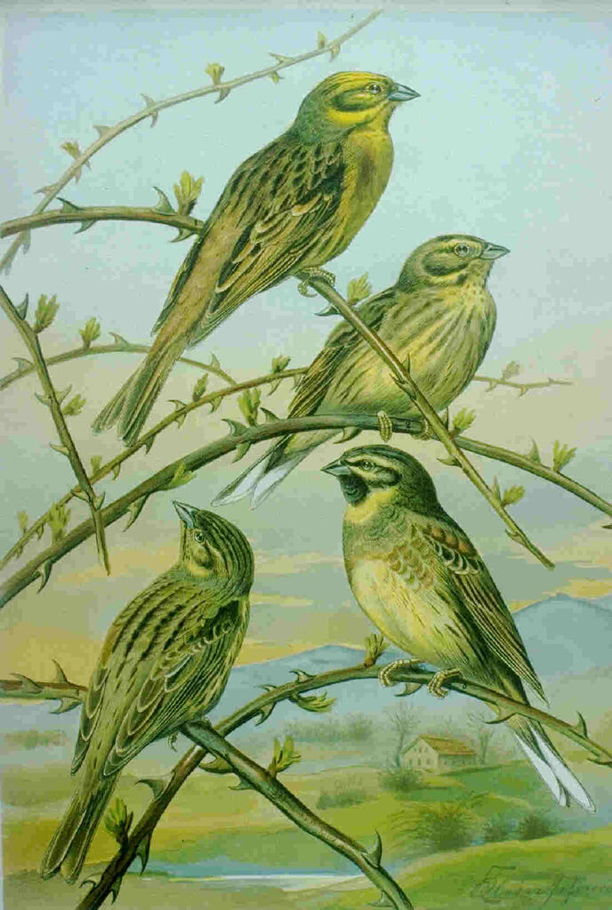 Yellowhammer