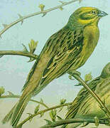 Yellowhammer