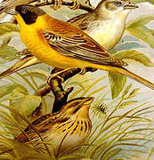 Black-headed Bunting