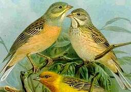 Ortolan Bunting