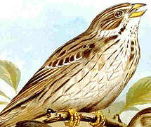 Corn Bunting