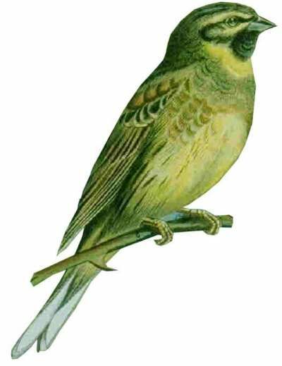 Cirl Bunting