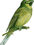 Cirl Bunting