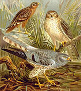 Montagu's Harrier