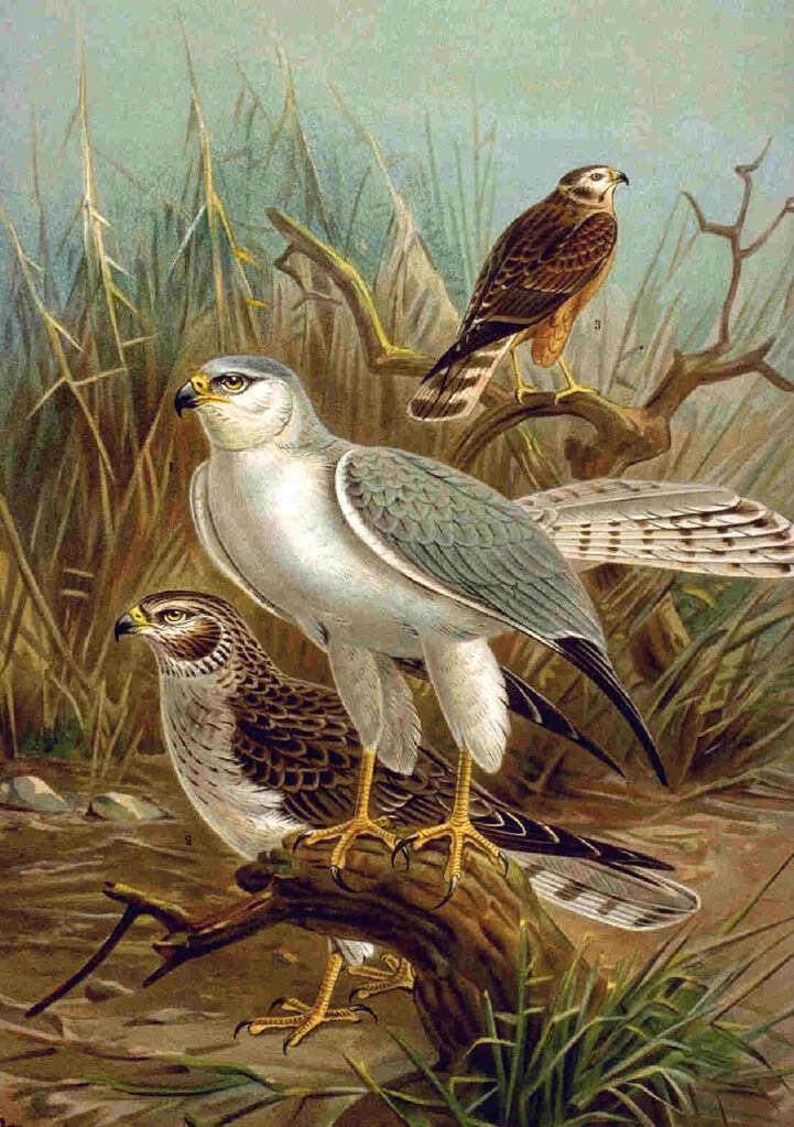 Pallid Harrier