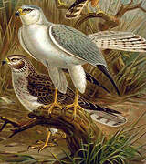 Pallid Harrier