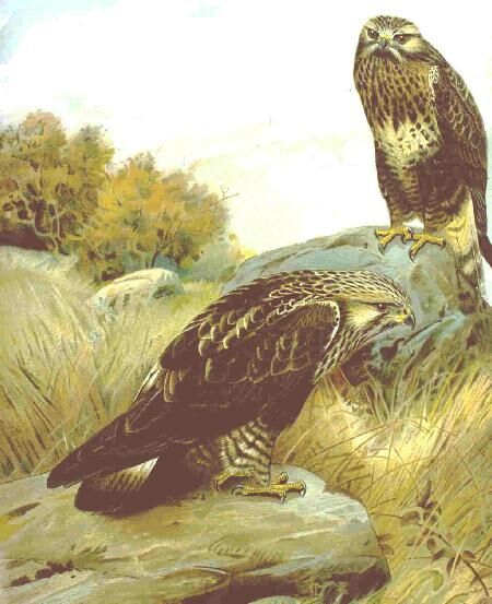 Rough-legged Buzzard