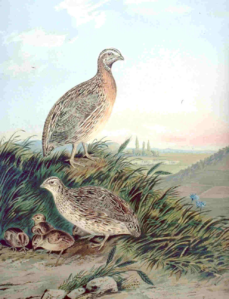 Common Quail