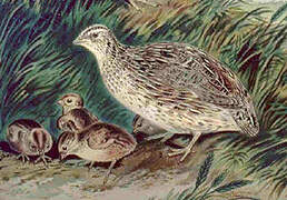 Common Quail