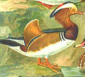 Canard mandarin