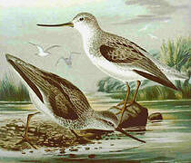 Terek Sandpiper