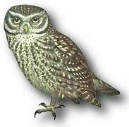 Little Owl