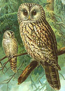 Ural Owl