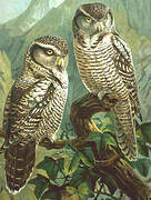 Northern Hawk-Owl