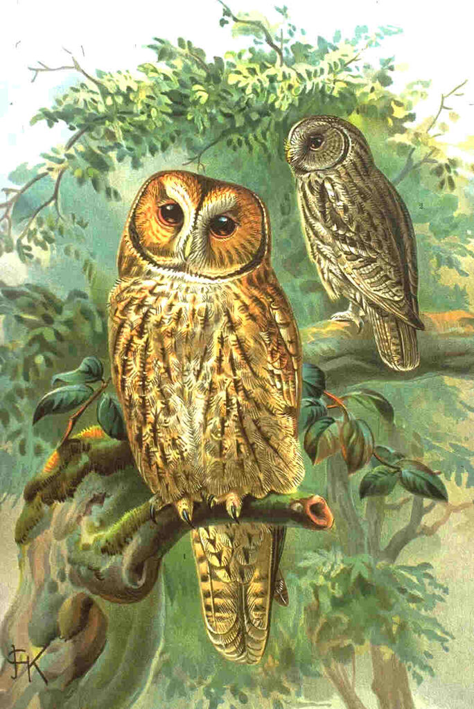 Tawny Owl