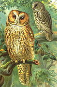 Tawny Owl